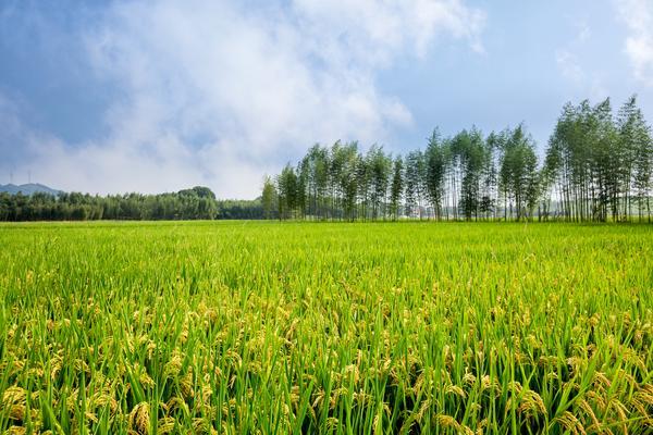 防农业病虫害上市企业的项目融资研究与策略分析 图2